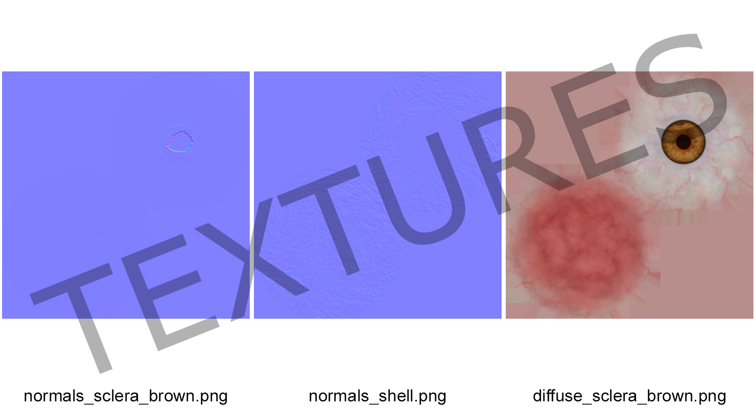 3D Human Eyeball model