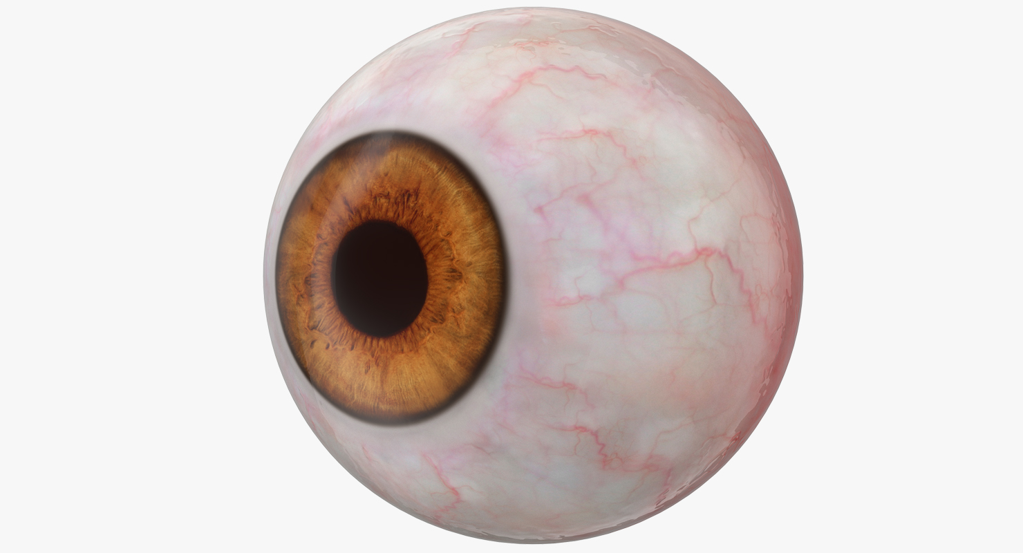 3D Human Eyeball model