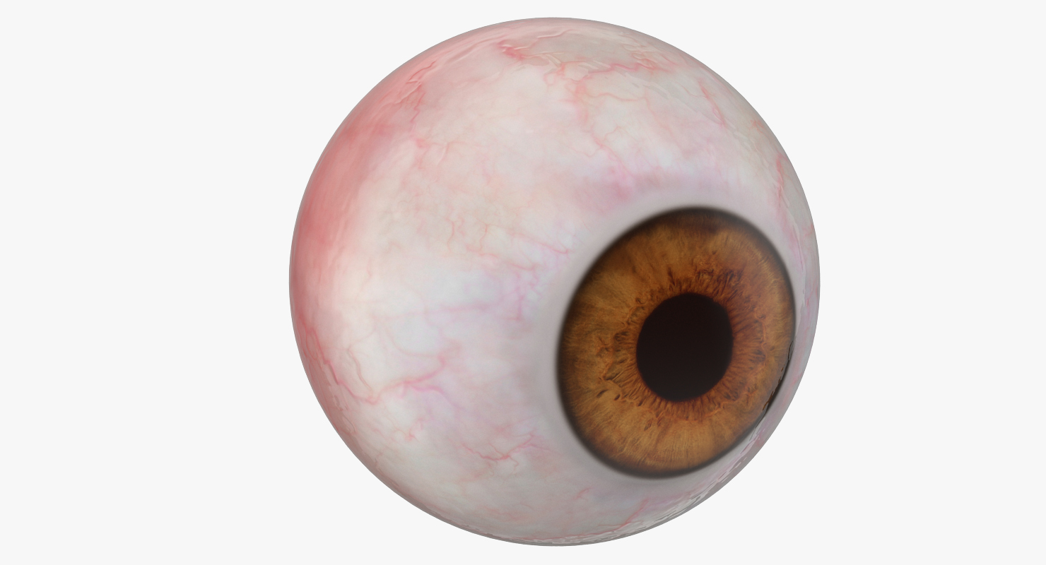 3D Human Eyeball model