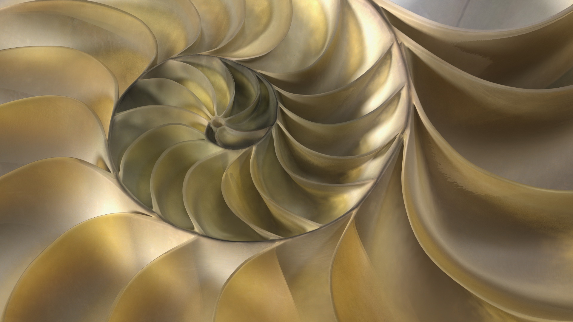 3D model Nautilus Shell Slice