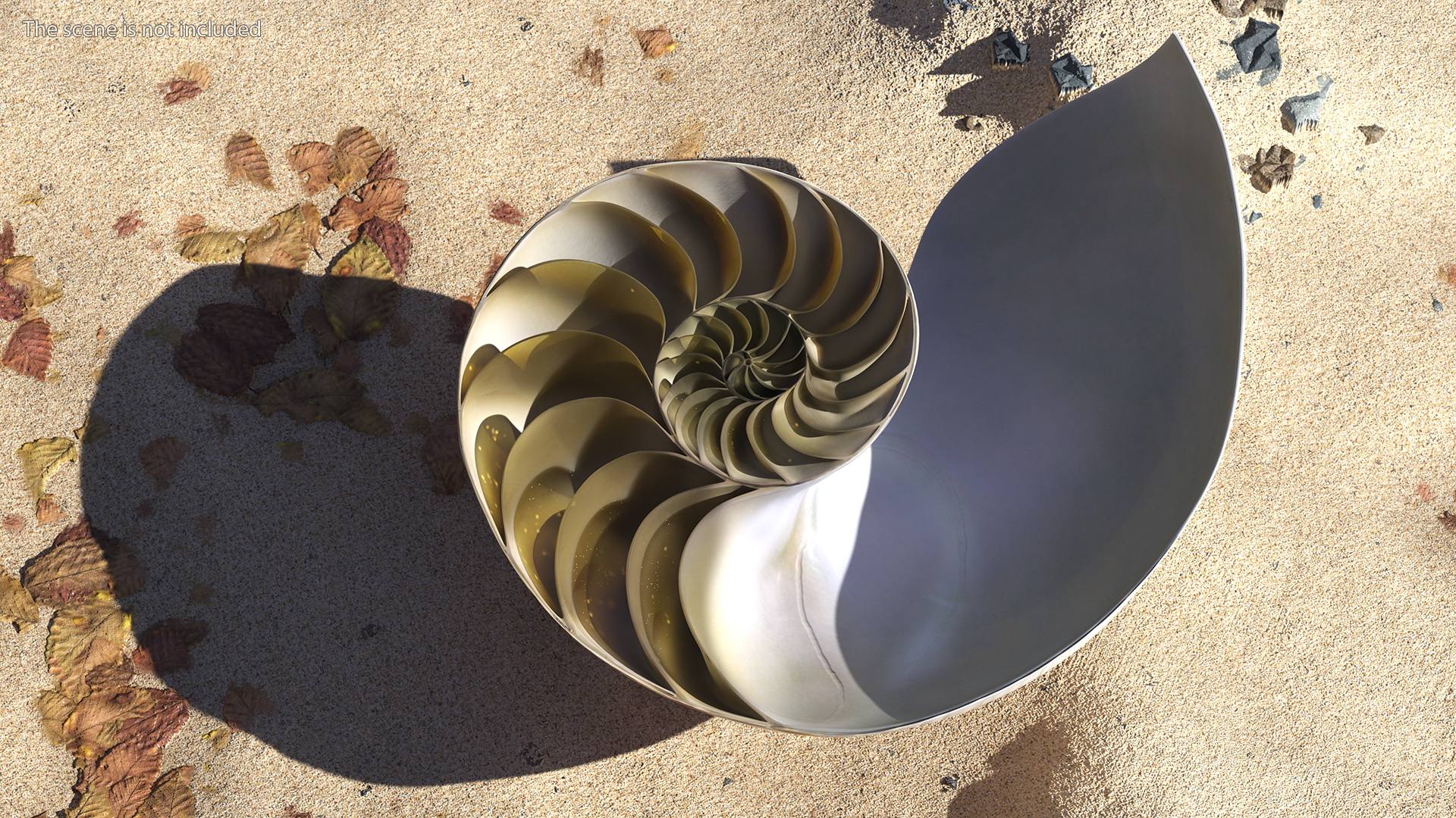 3D model Nautilus Shell Slice