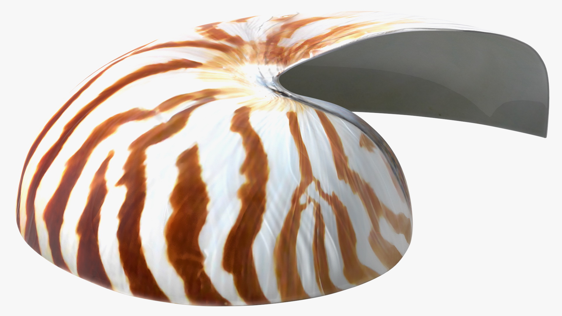 3D model Nautilus Shell Slice