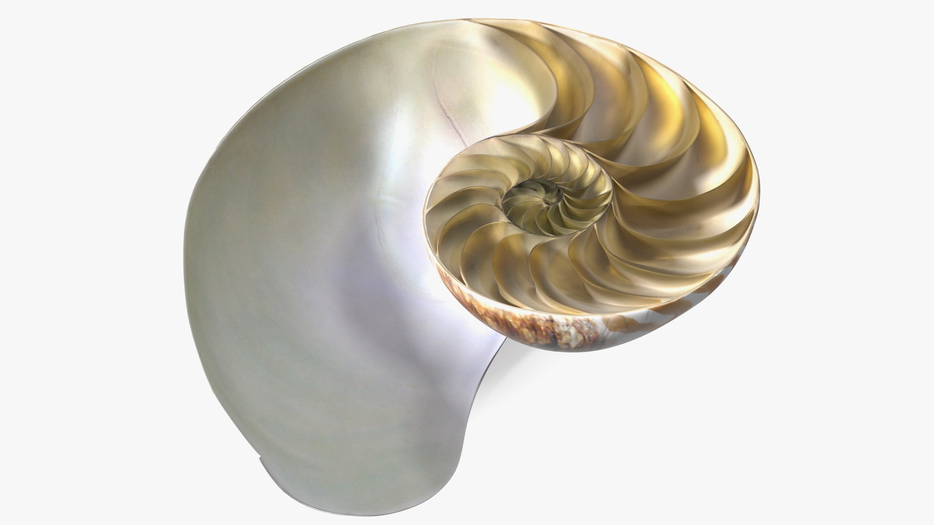 3D model Nautilus Shell Slice