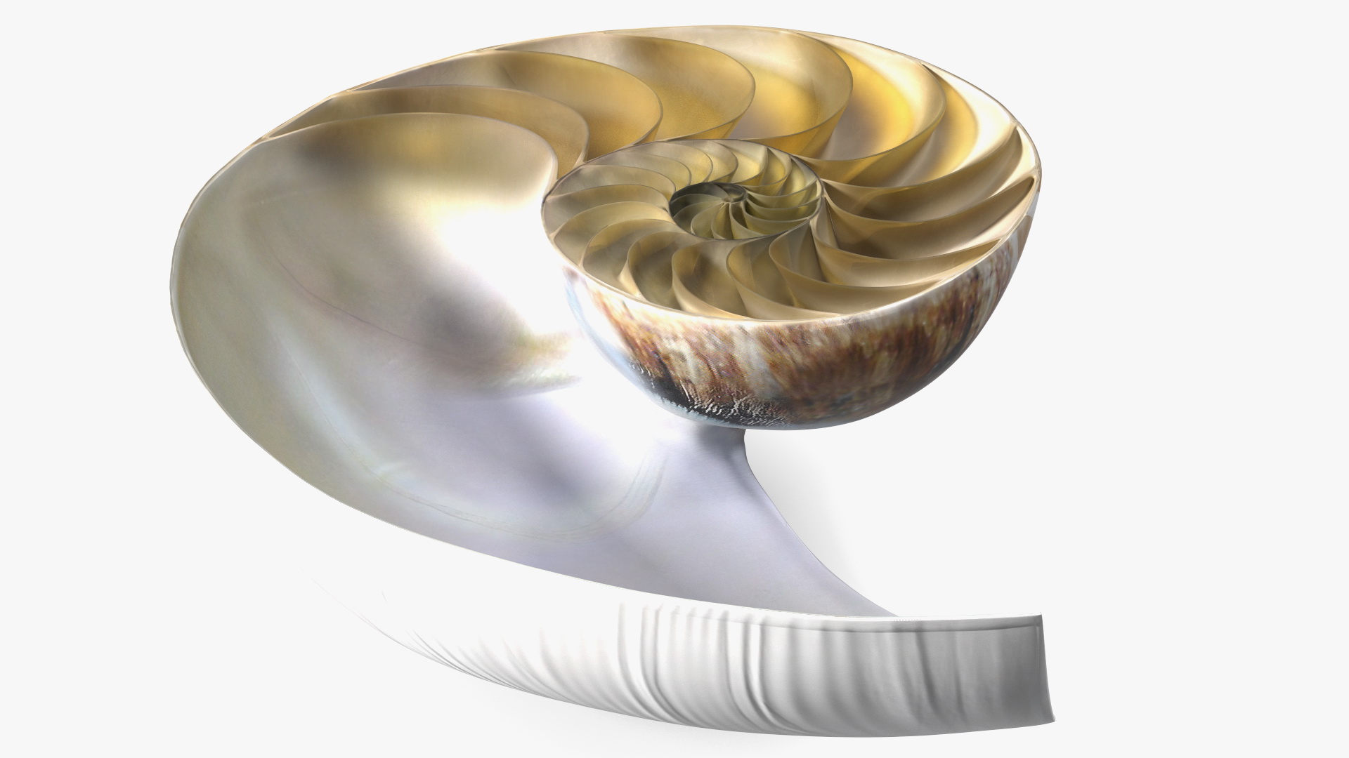 3D model Nautilus Shell Slice