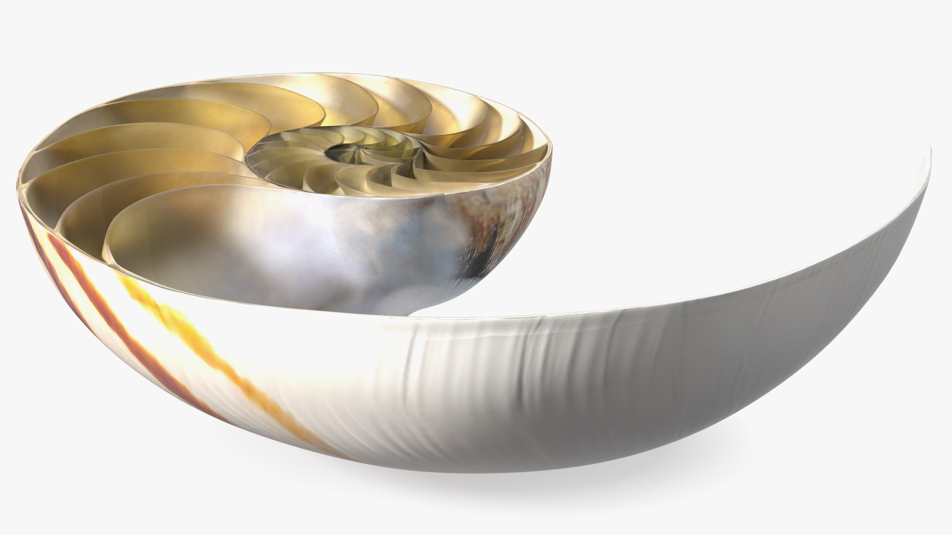 3D model Nautilus Shell Slice