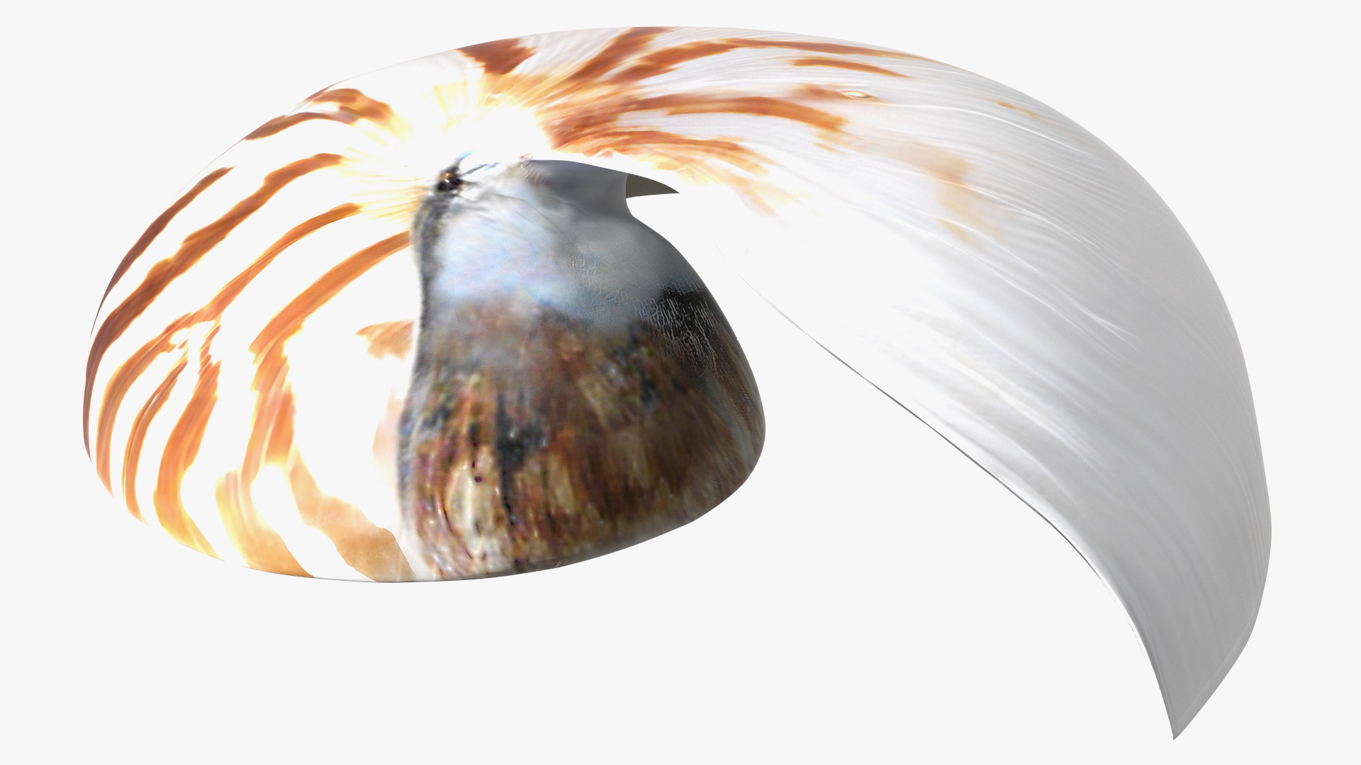 3D model Nautilus Shell Slice