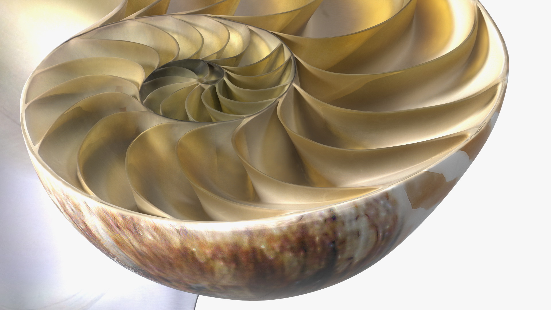 3D model Nautilus Shell Slice