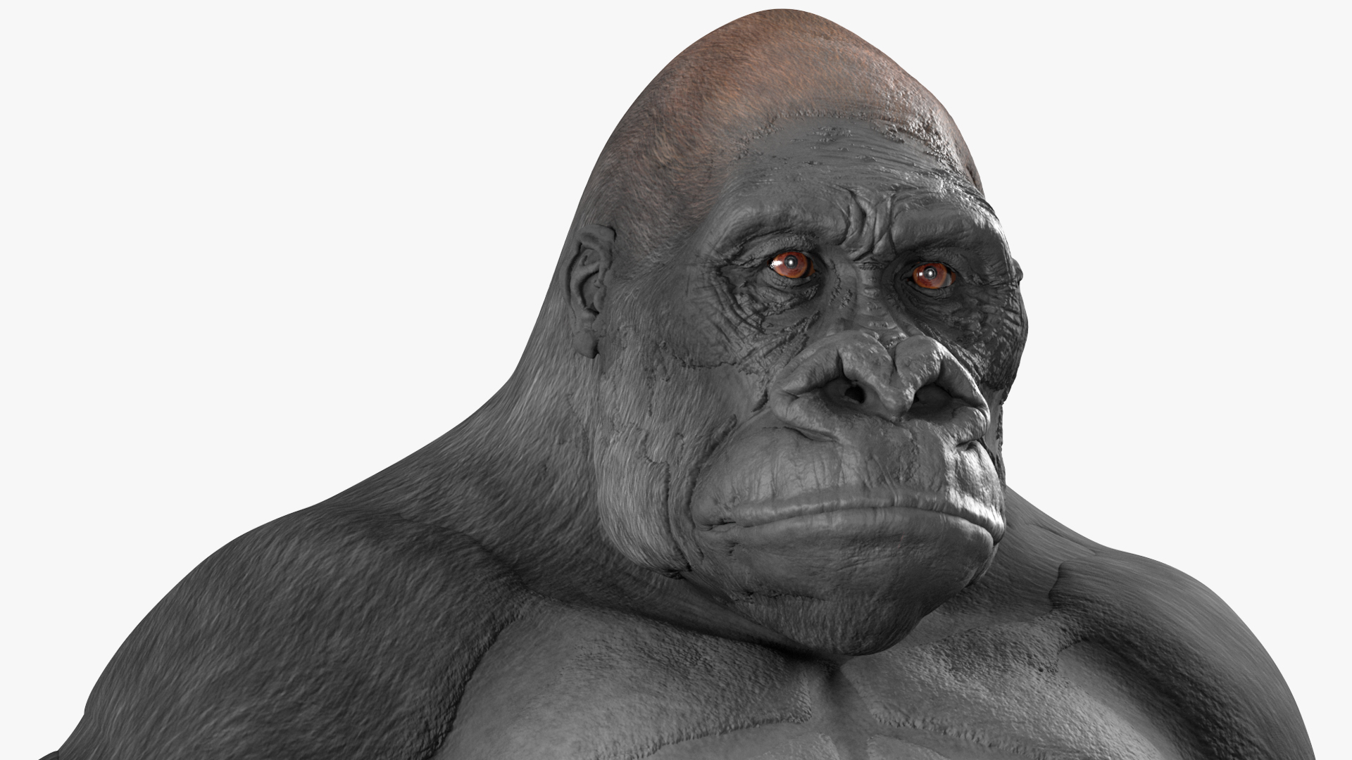 3D Gorilla Western Lowland Sitting Pose