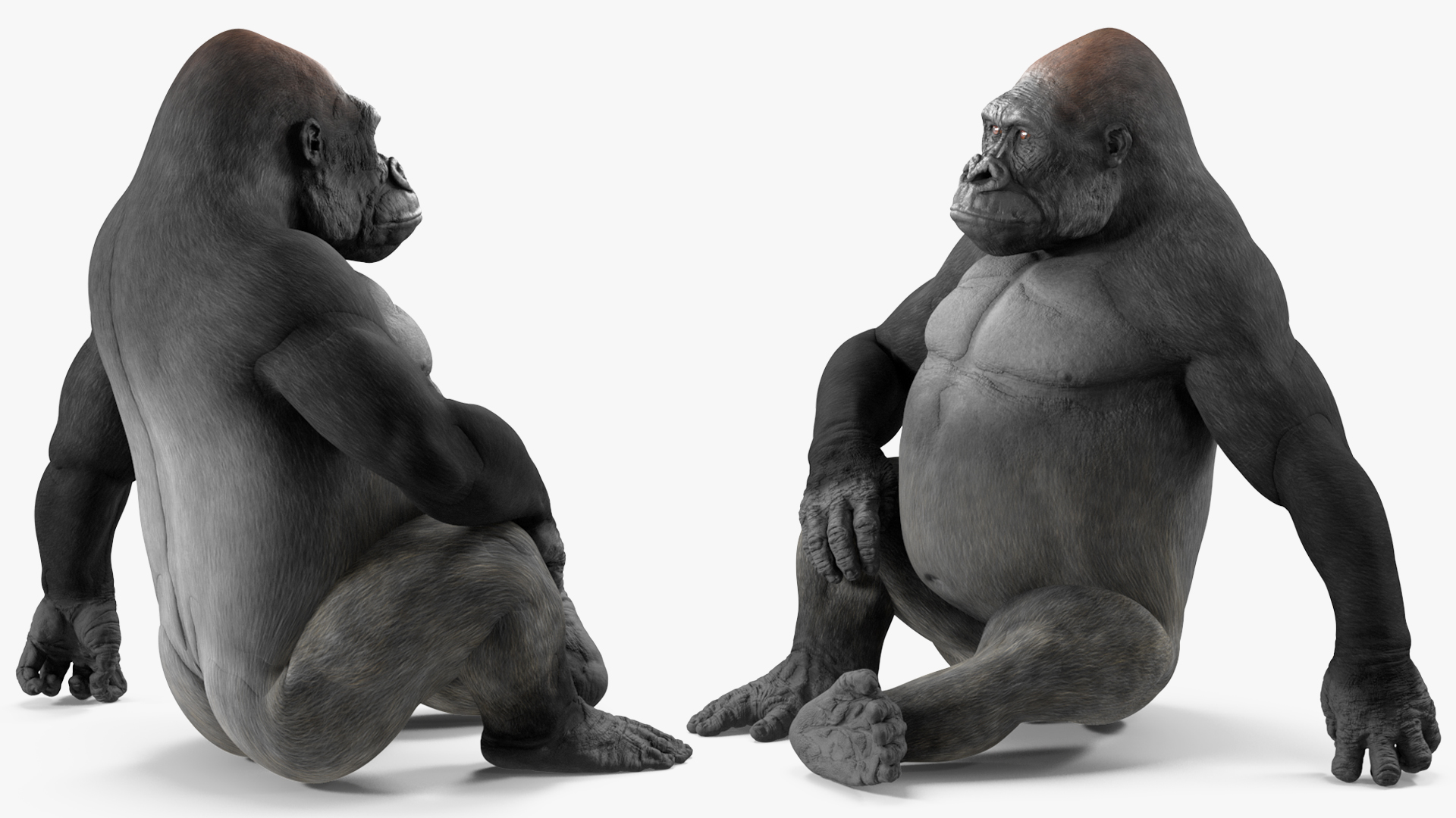 3D Gorilla Western Lowland Sitting Pose