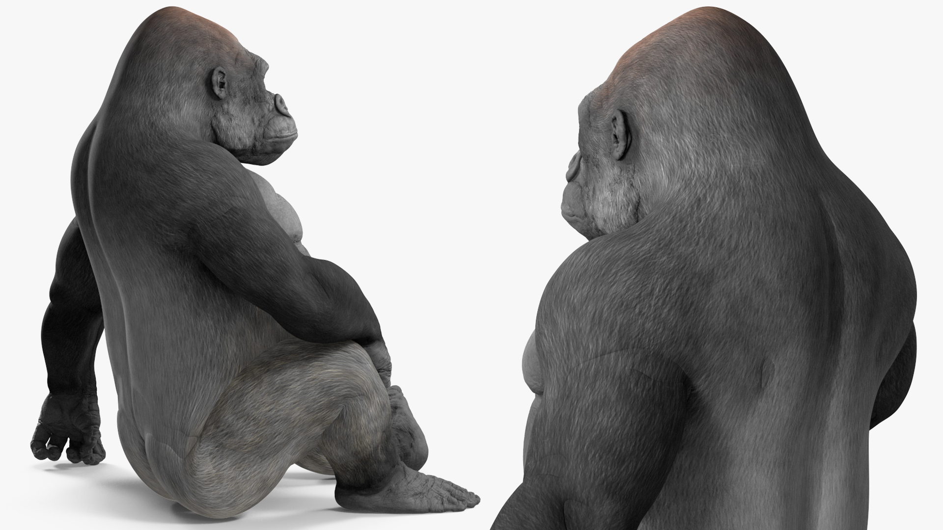 3D Gorilla Western Lowland Sitting Pose