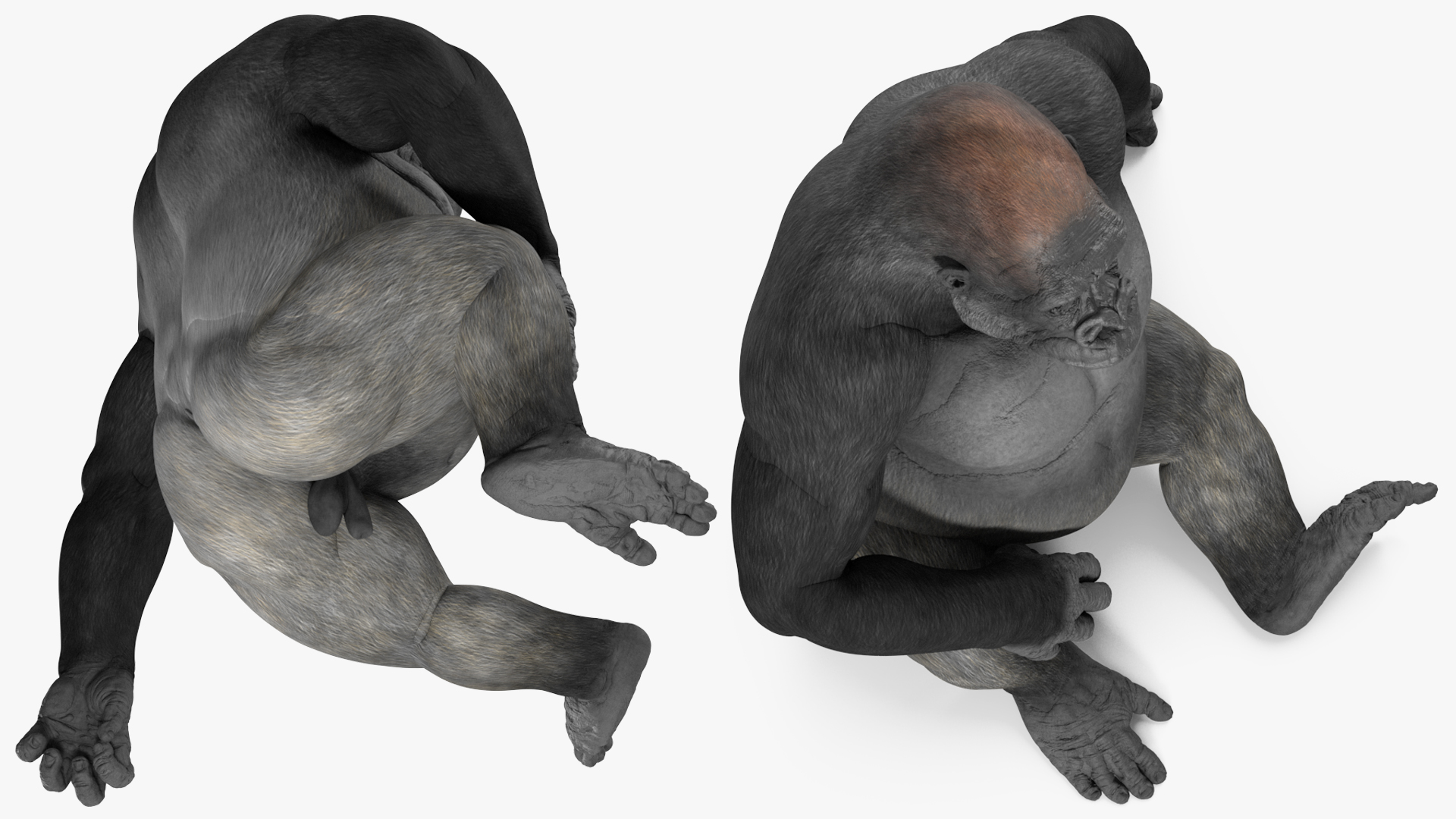 3D Gorilla Western Lowland Sitting Pose