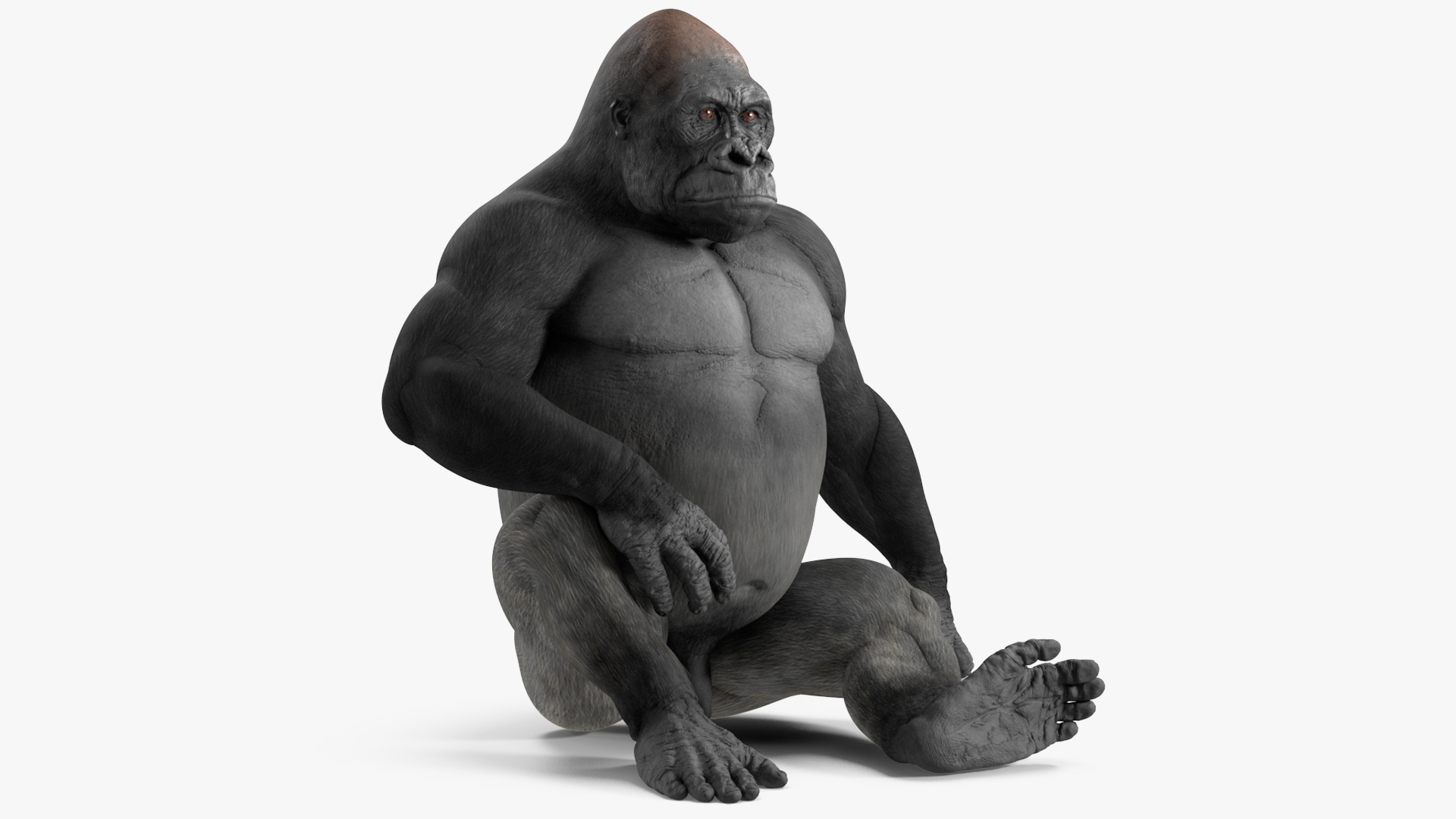 3D Gorilla Western Lowland Sitting Pose