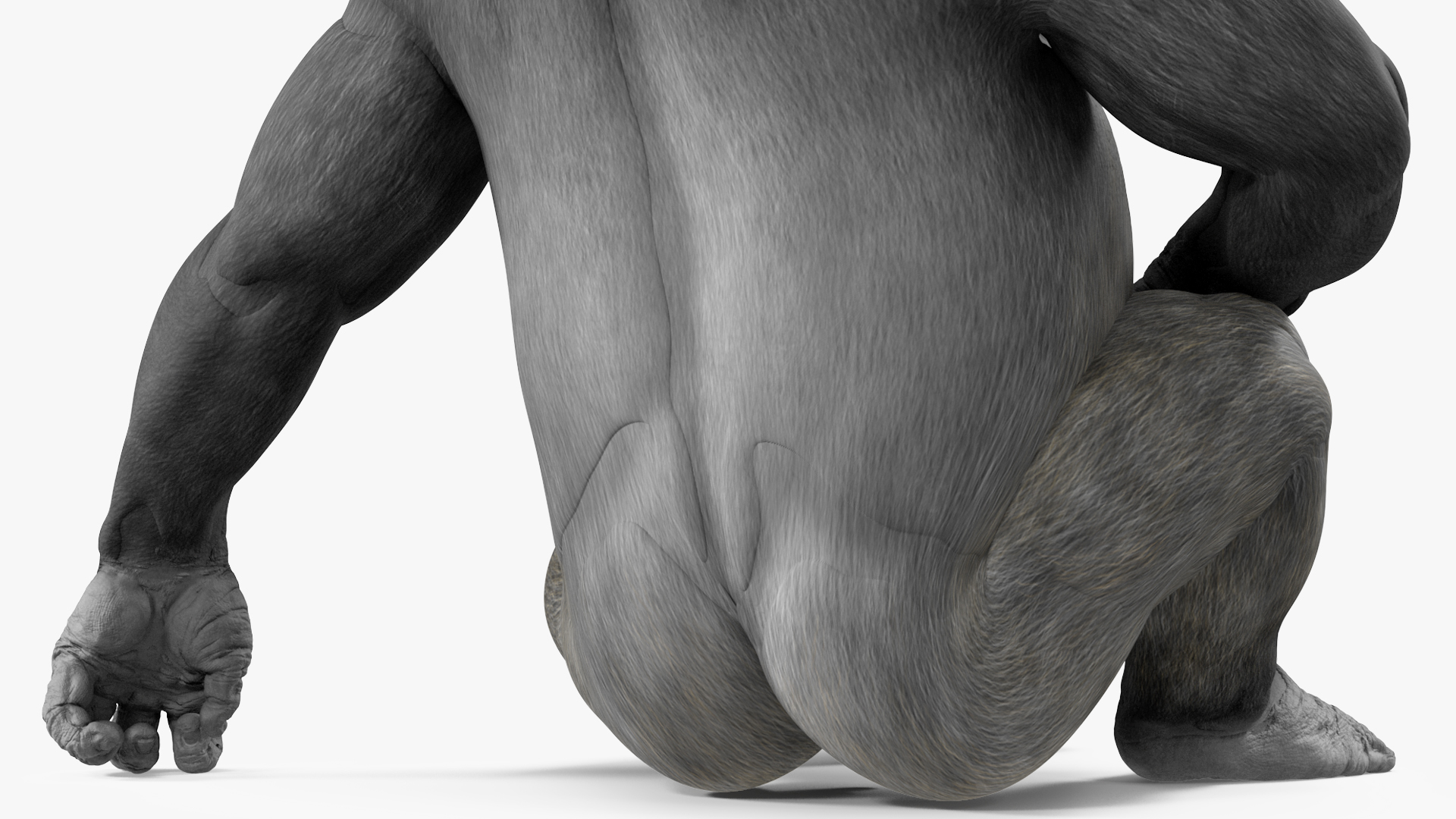 3D Gorilla Western Lowland Sitting Pose