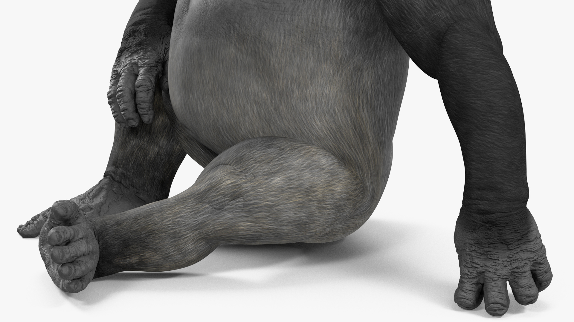 3D Gorilla Western Lowland Sitting Pose