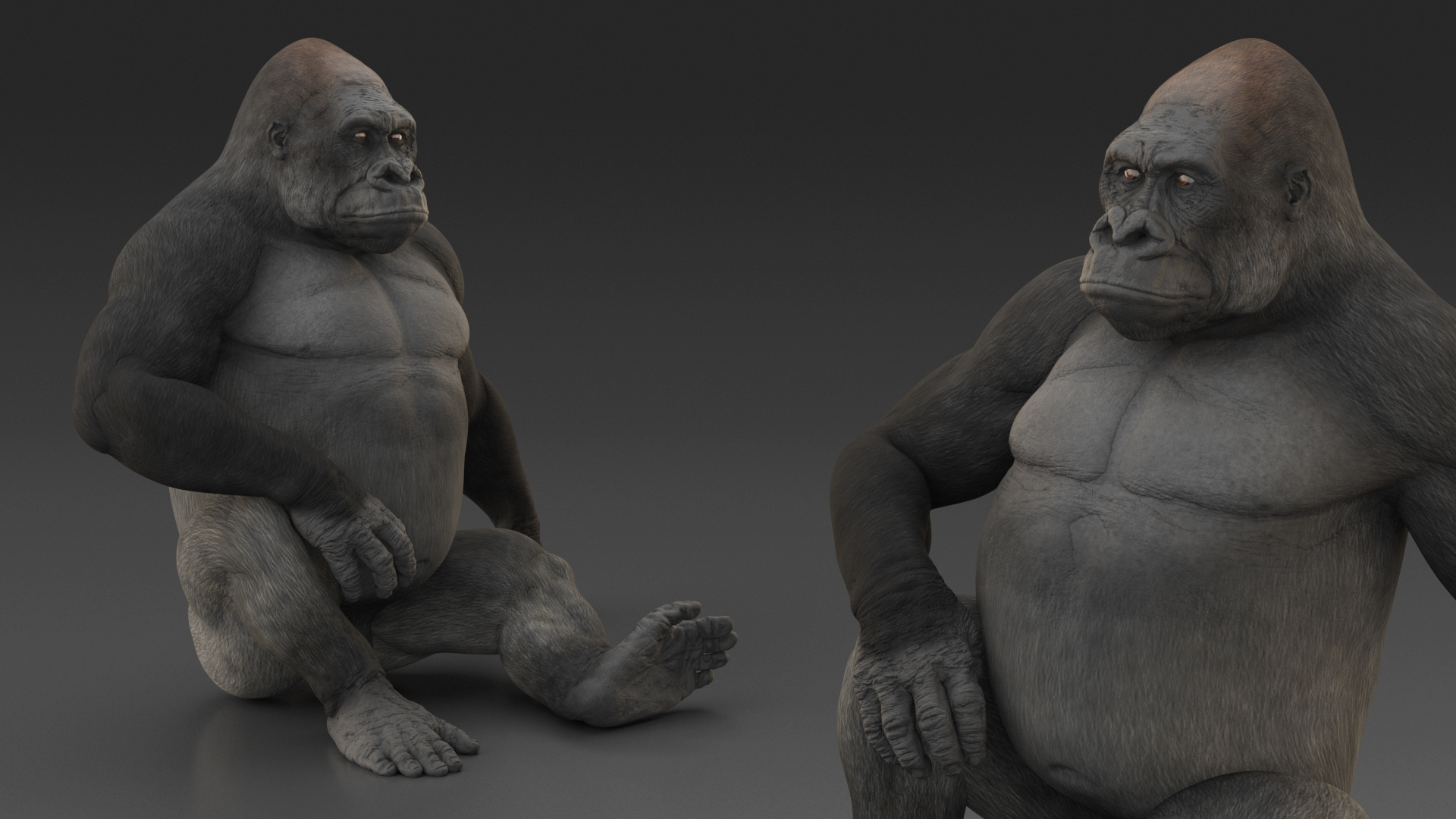 3D Gorilla Western Lowland Sitting Pose