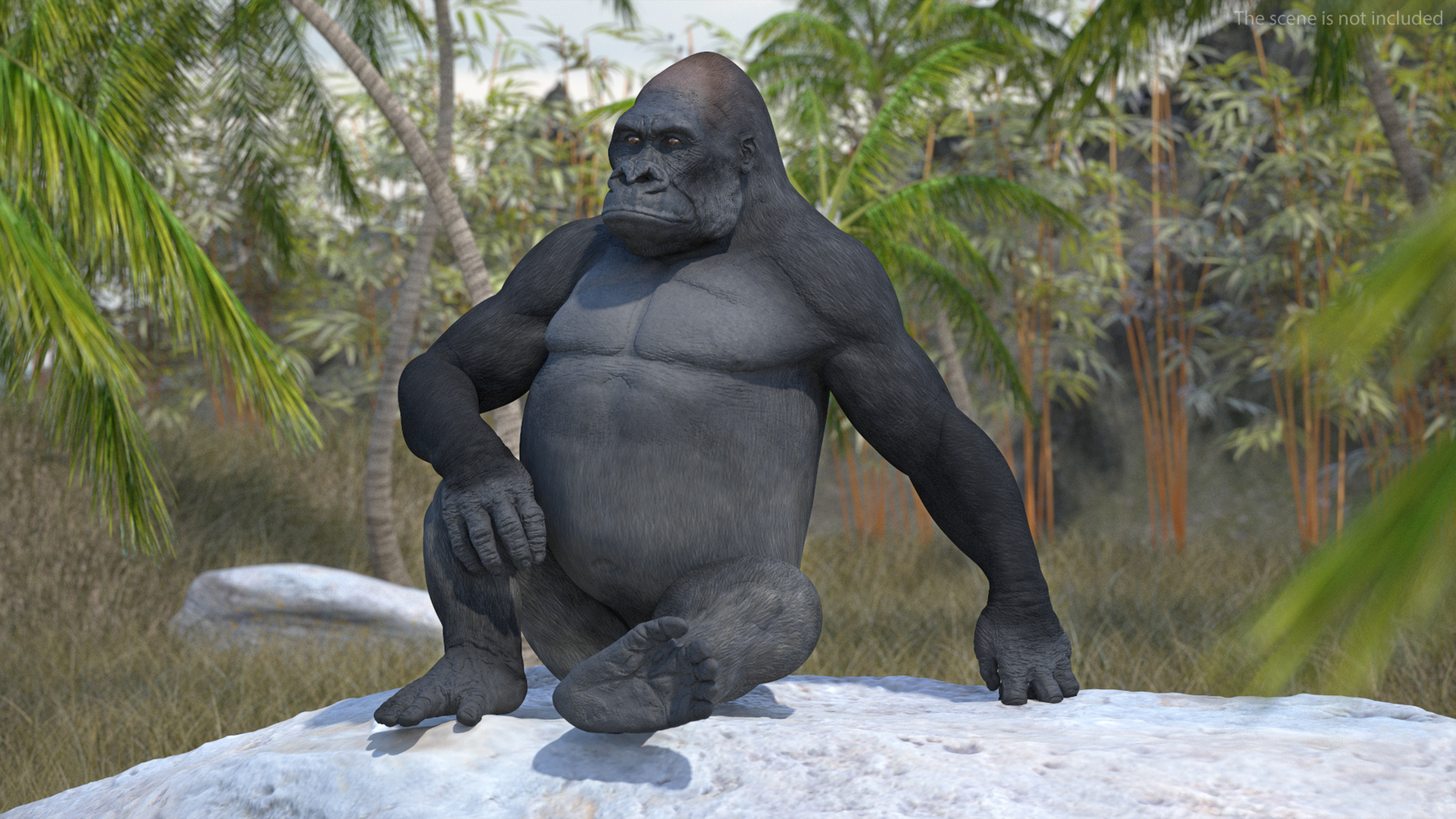 3D Gorilla Western Lowland Sitting Pose