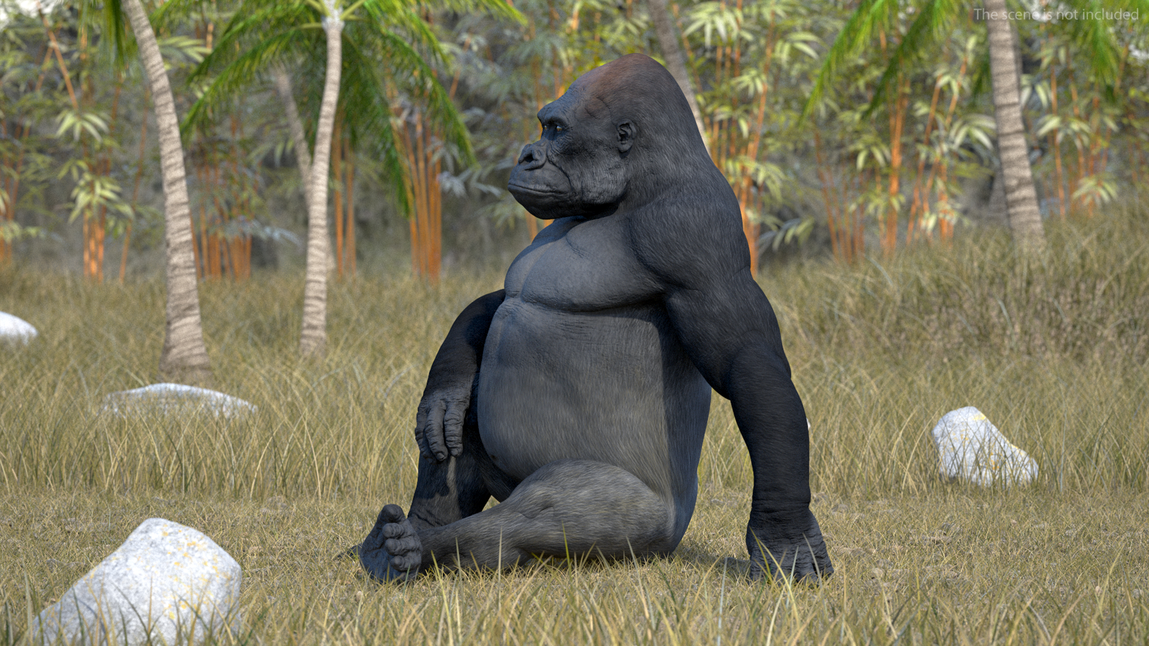 3D Gorilla Western Lowland Sitting Pose