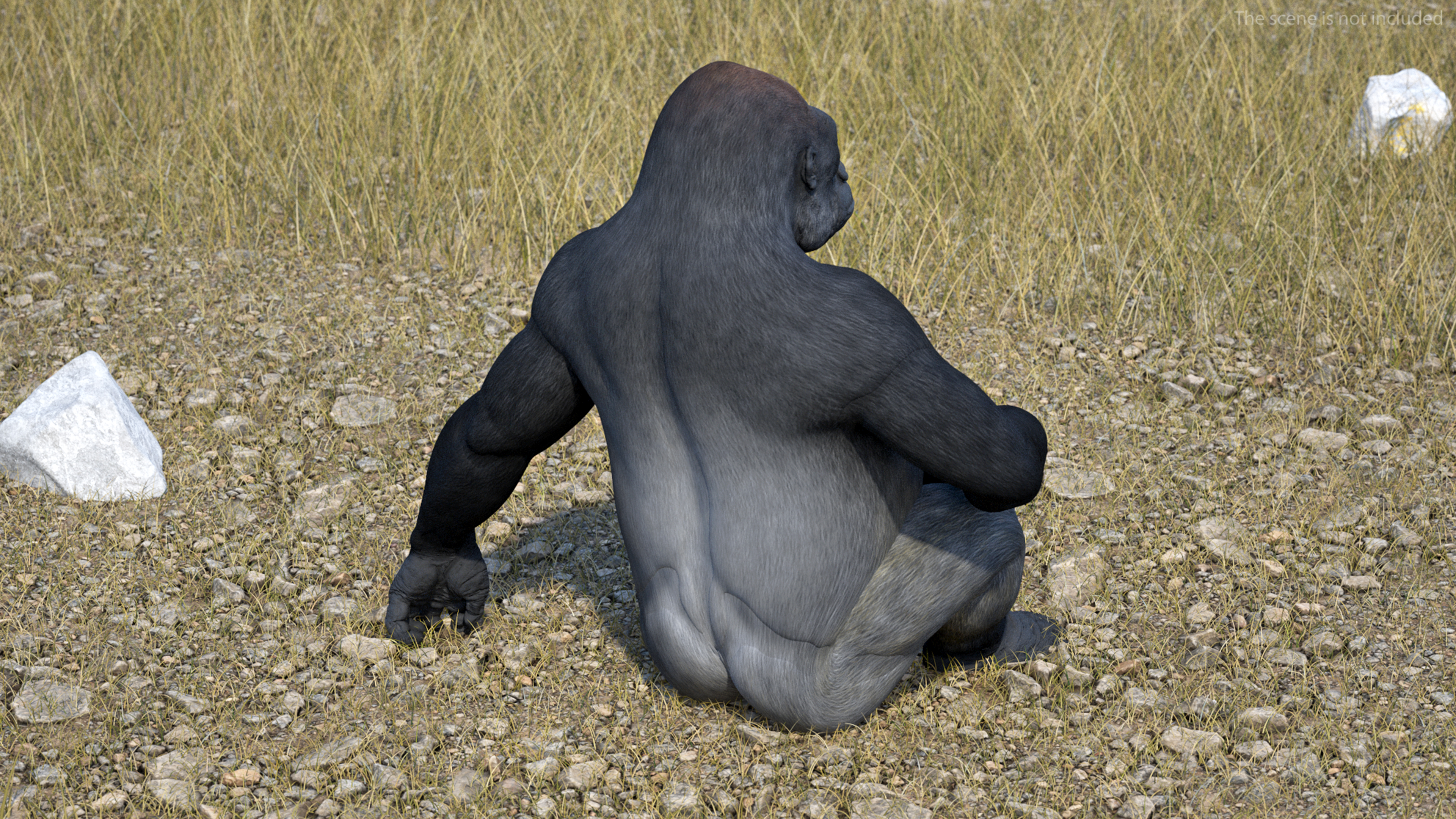 3D Gorilla Western Lowland Sitting Pose