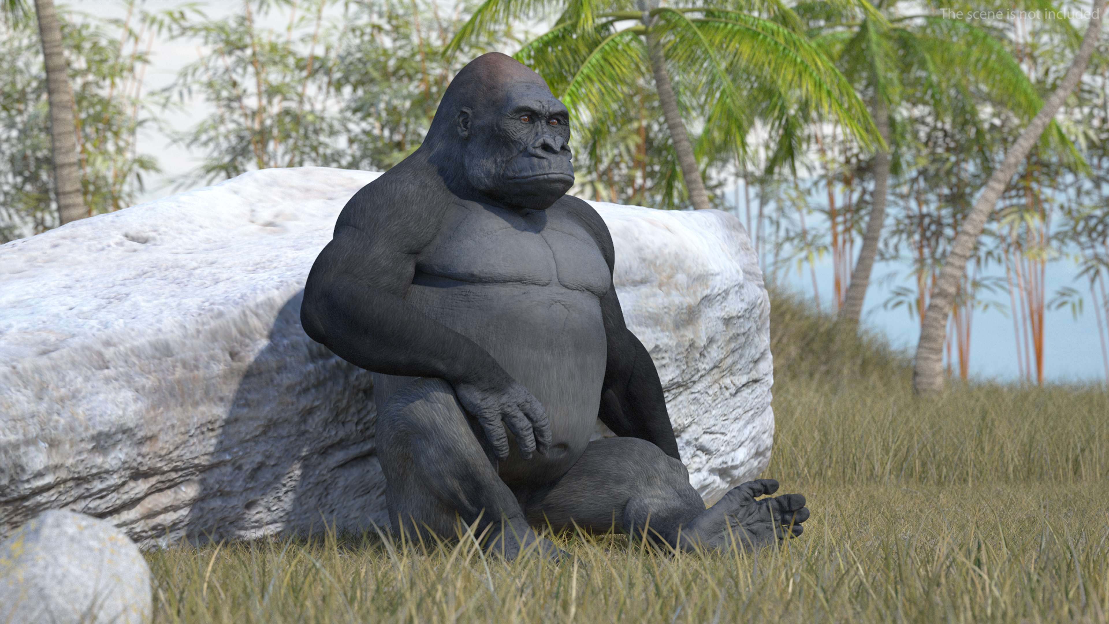 3D Gorilla Western Lowland Sitting Pose