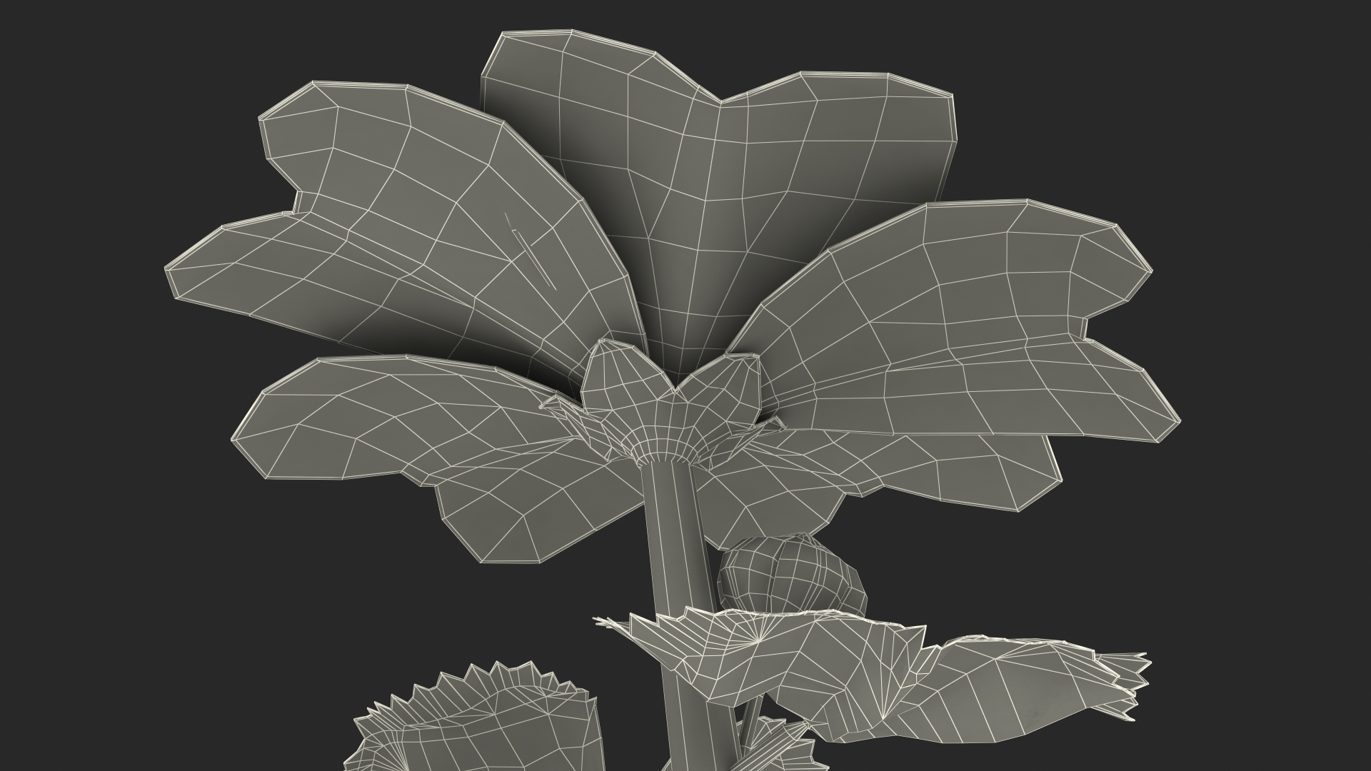 3D Malva Sylvestris Flower model