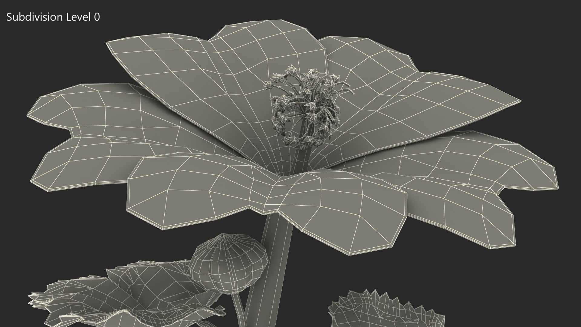 3D Malva Sylvestris Flower model