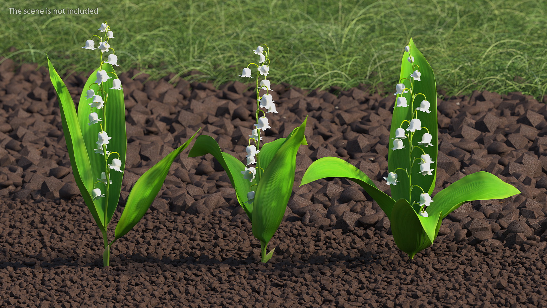 Lily of the Valley 3 Branches 3D model