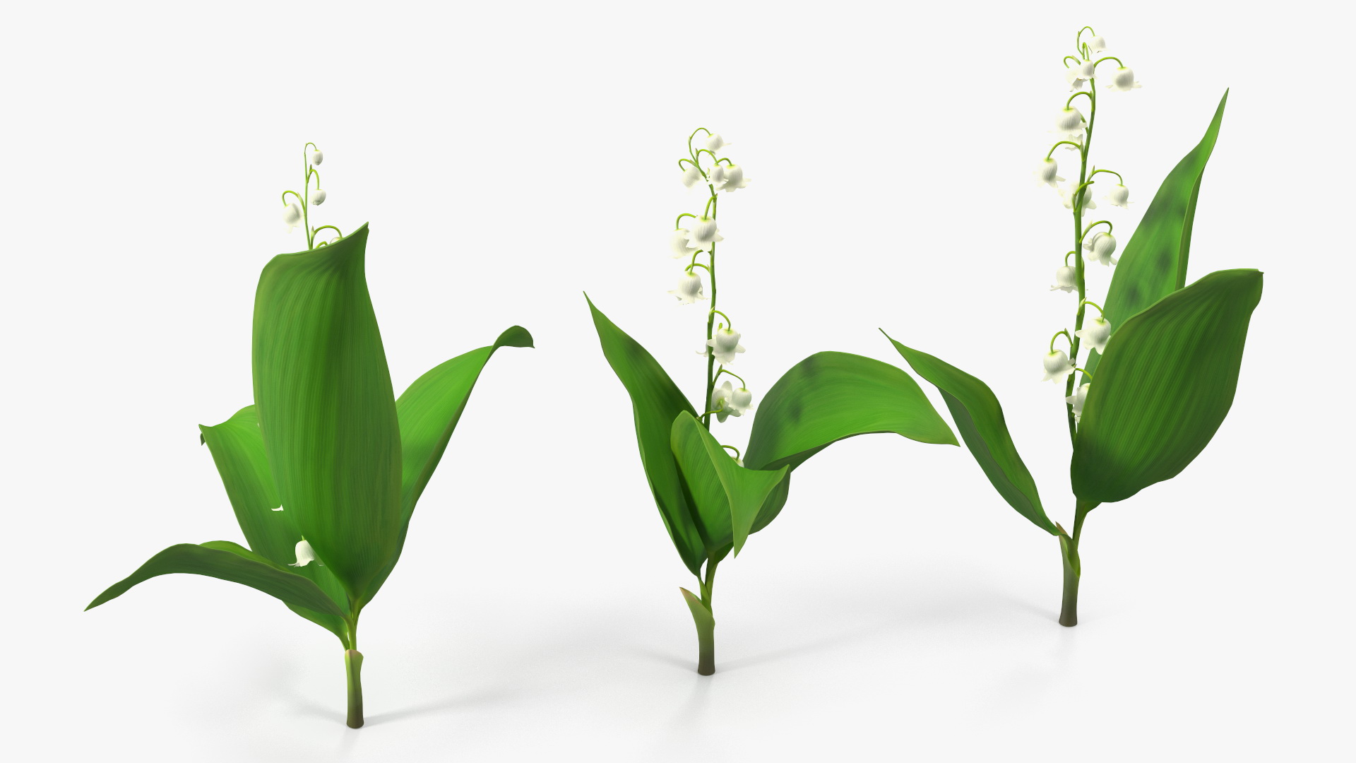 Lily of the Valley 3 Branches 3D model