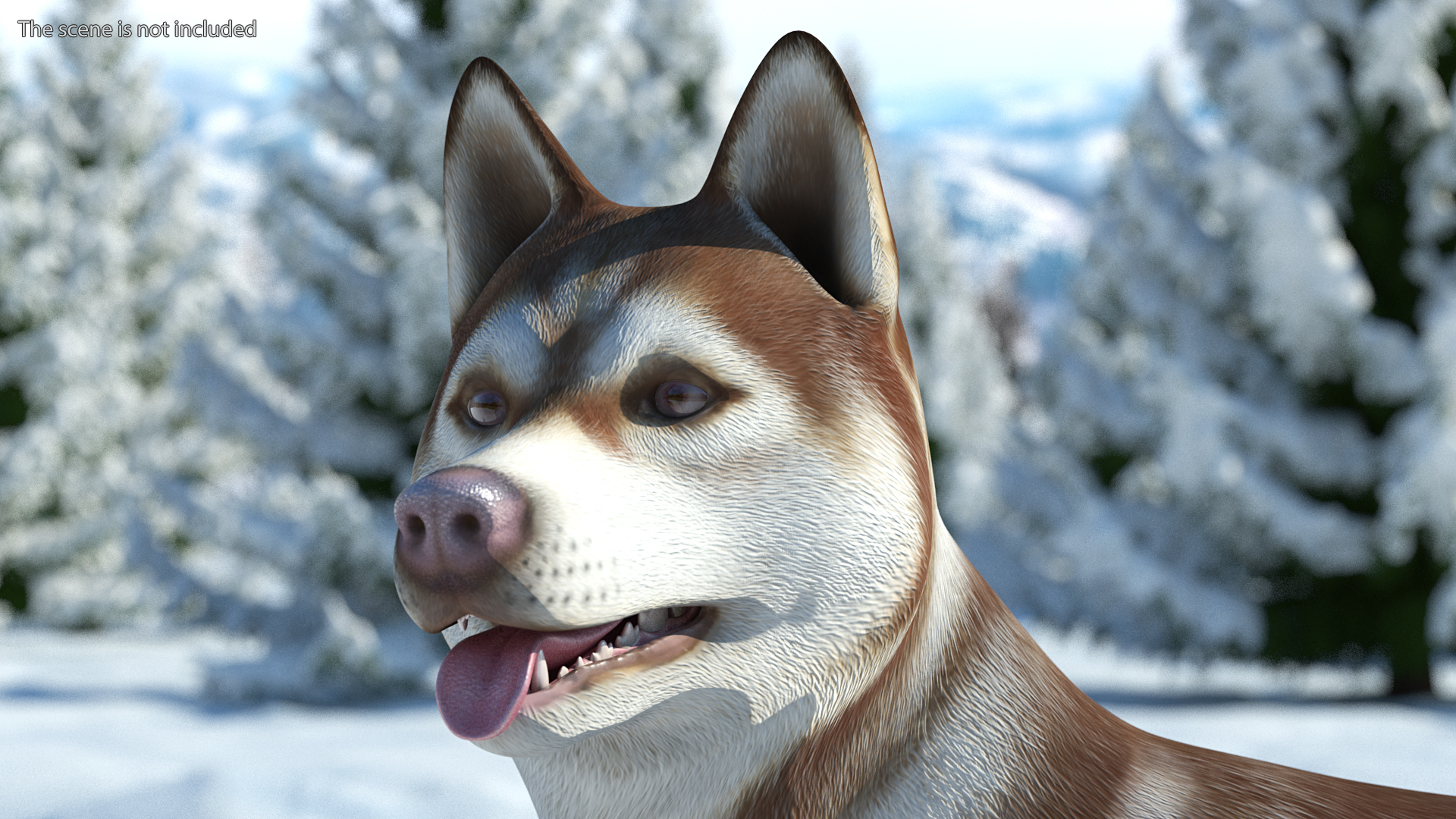 3D model Siberian Husky Copper Standing Pose