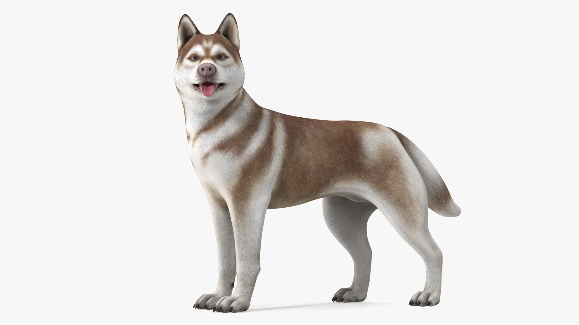 3D model Siberian Husky Copper Standing Pose