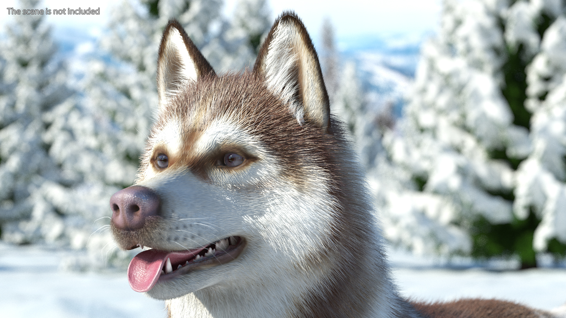 3D model Siberian Husky Copper and White Fur