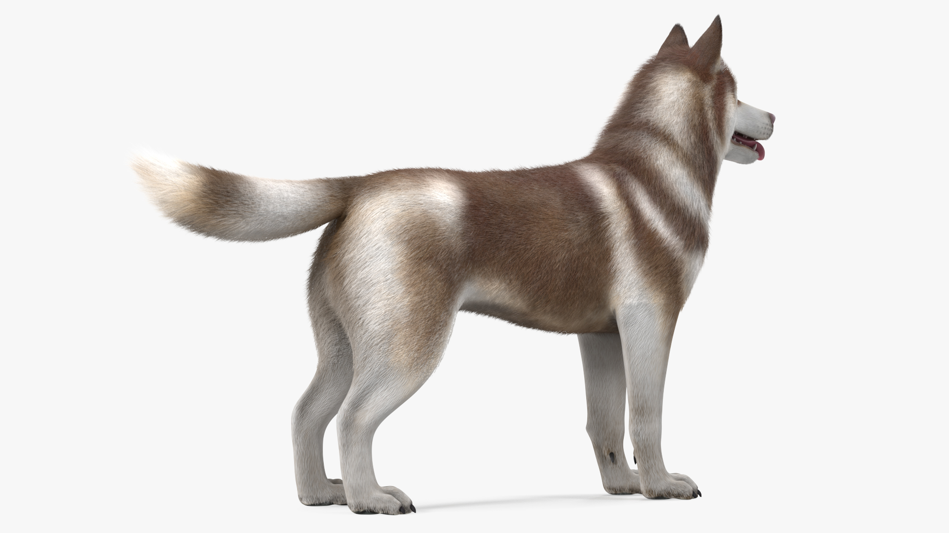 3D model Siberian Husky Copper and White Fur