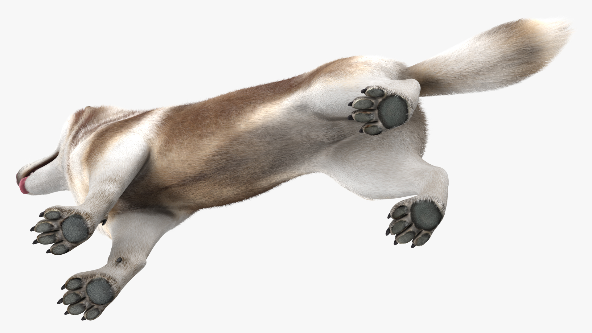 3D model Siberian Husky Copper and White Fur