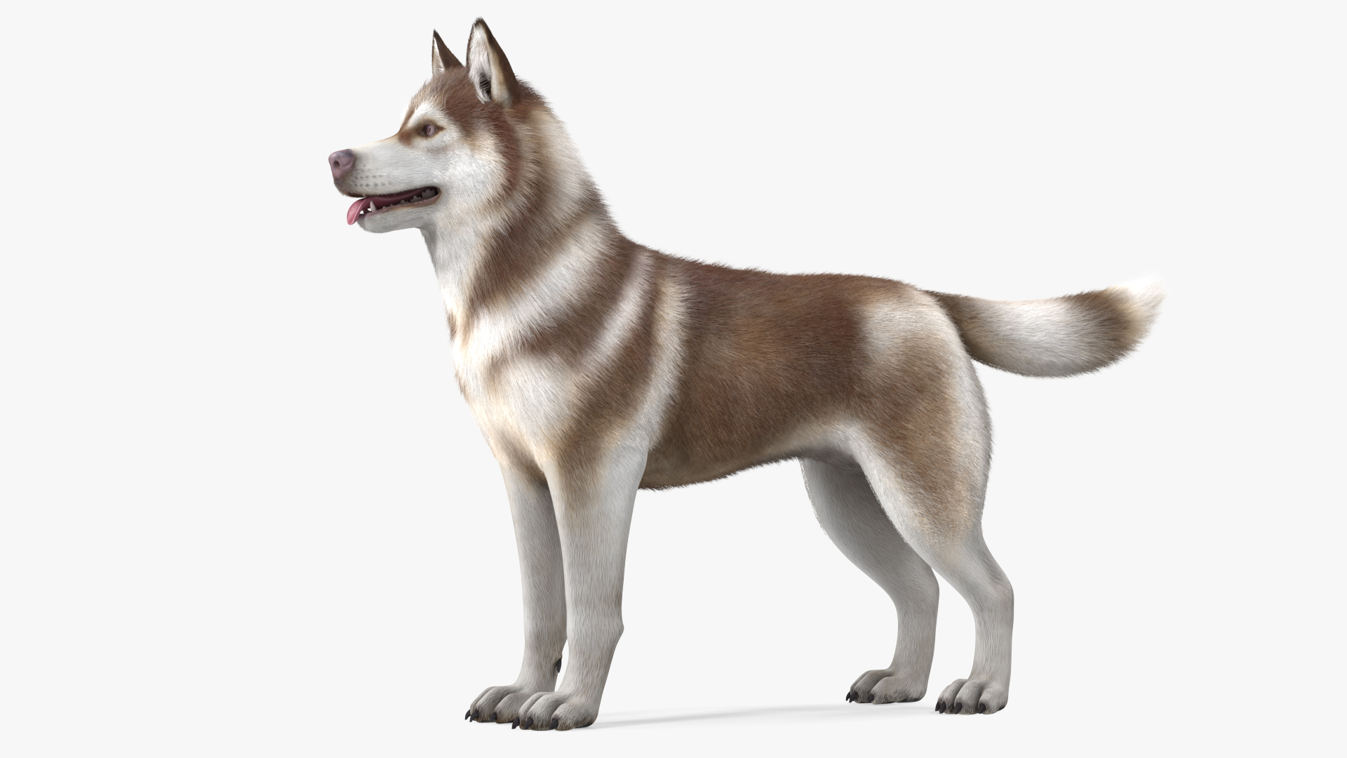 3D model Siberian Husky Copper and White Fur