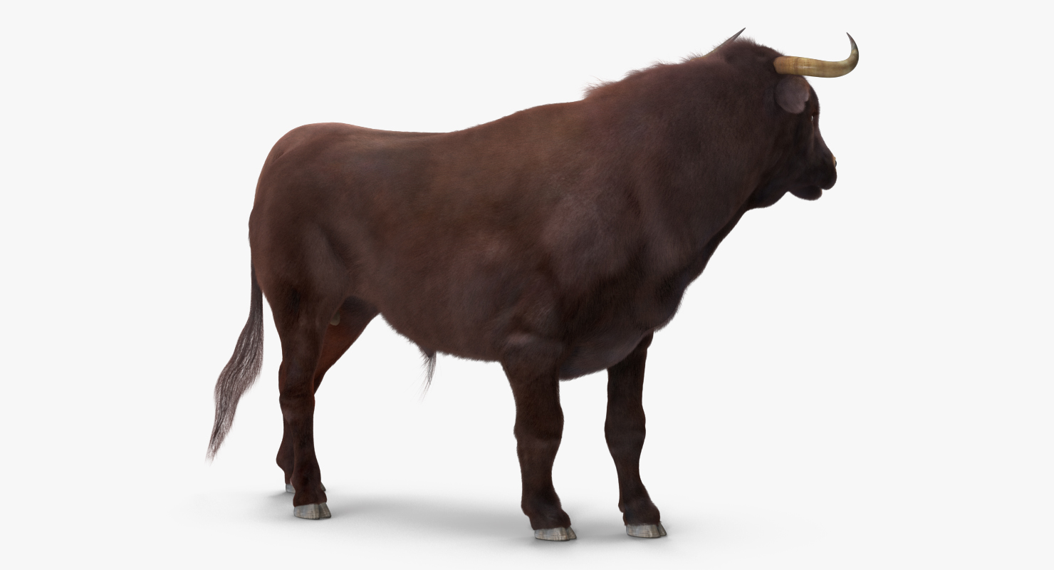 Bull Standing Pose with Fur 3D