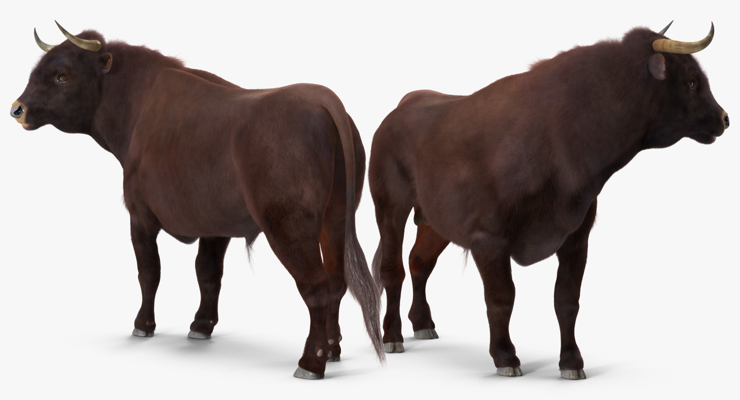 Bull Standing Pose with Fur 3D