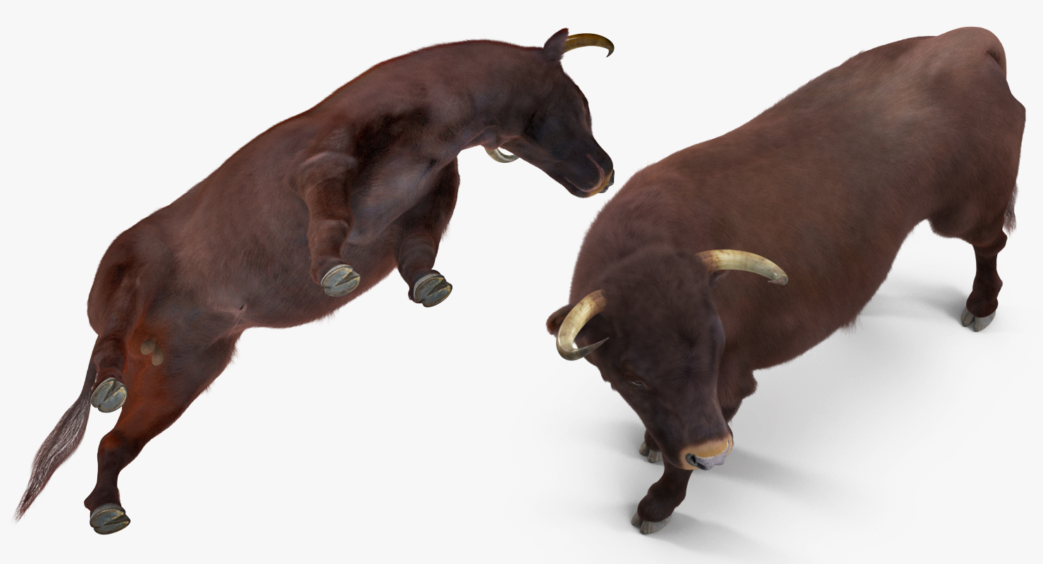 Bull Standing Pose with Fur 3D