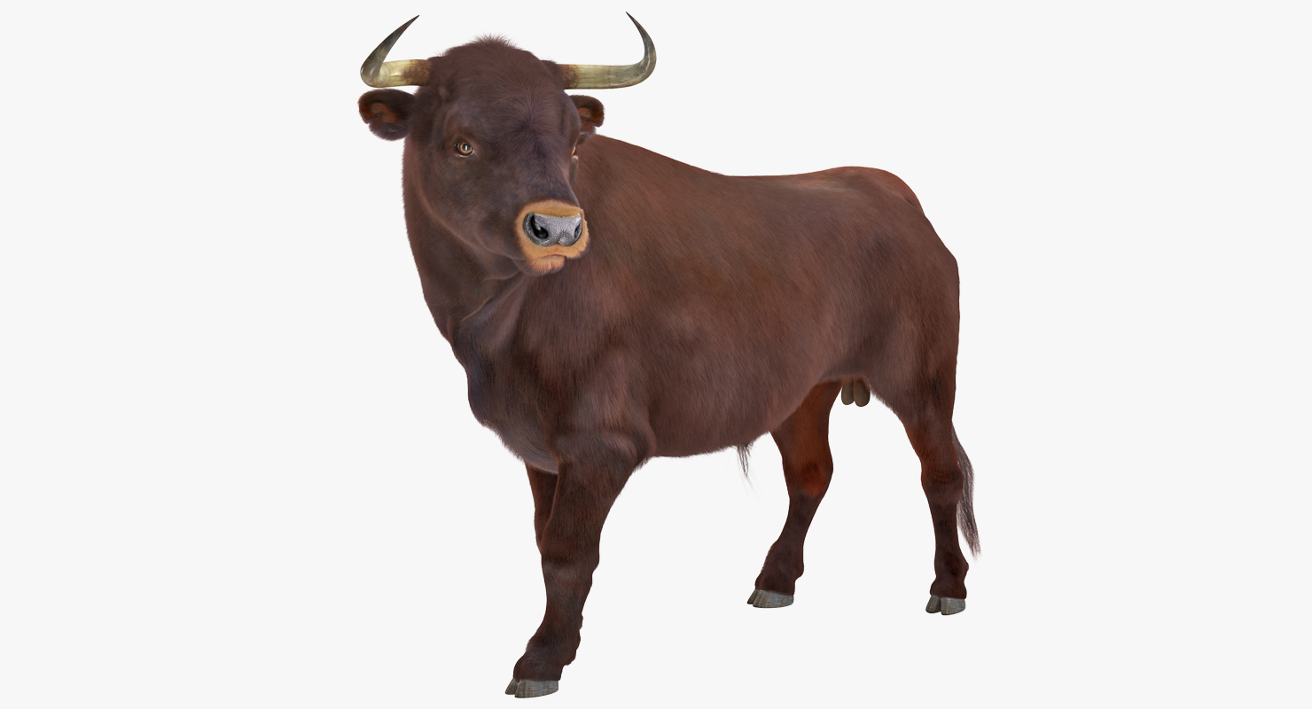 Bull Standing Pose with Fur 3D