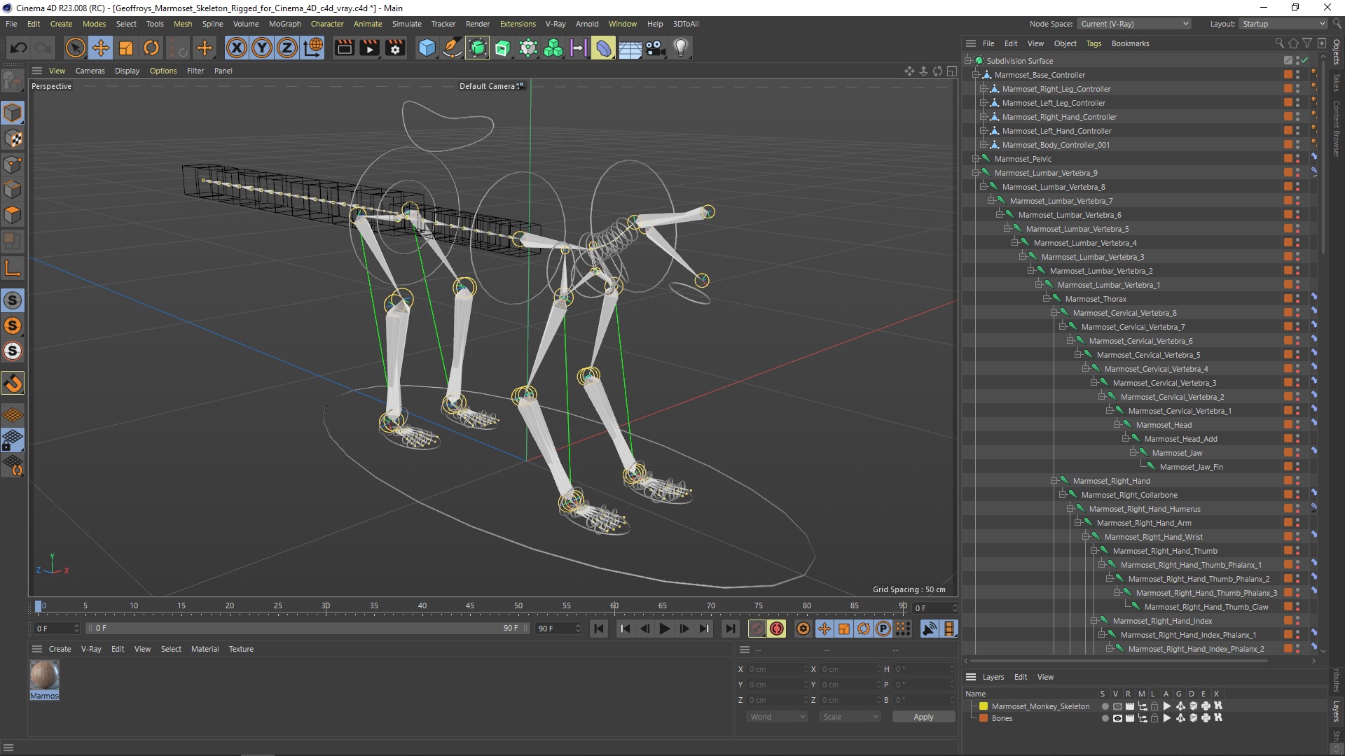 3D Geoffroys Marmoset Skeleton Rigged for Cinema 4D model