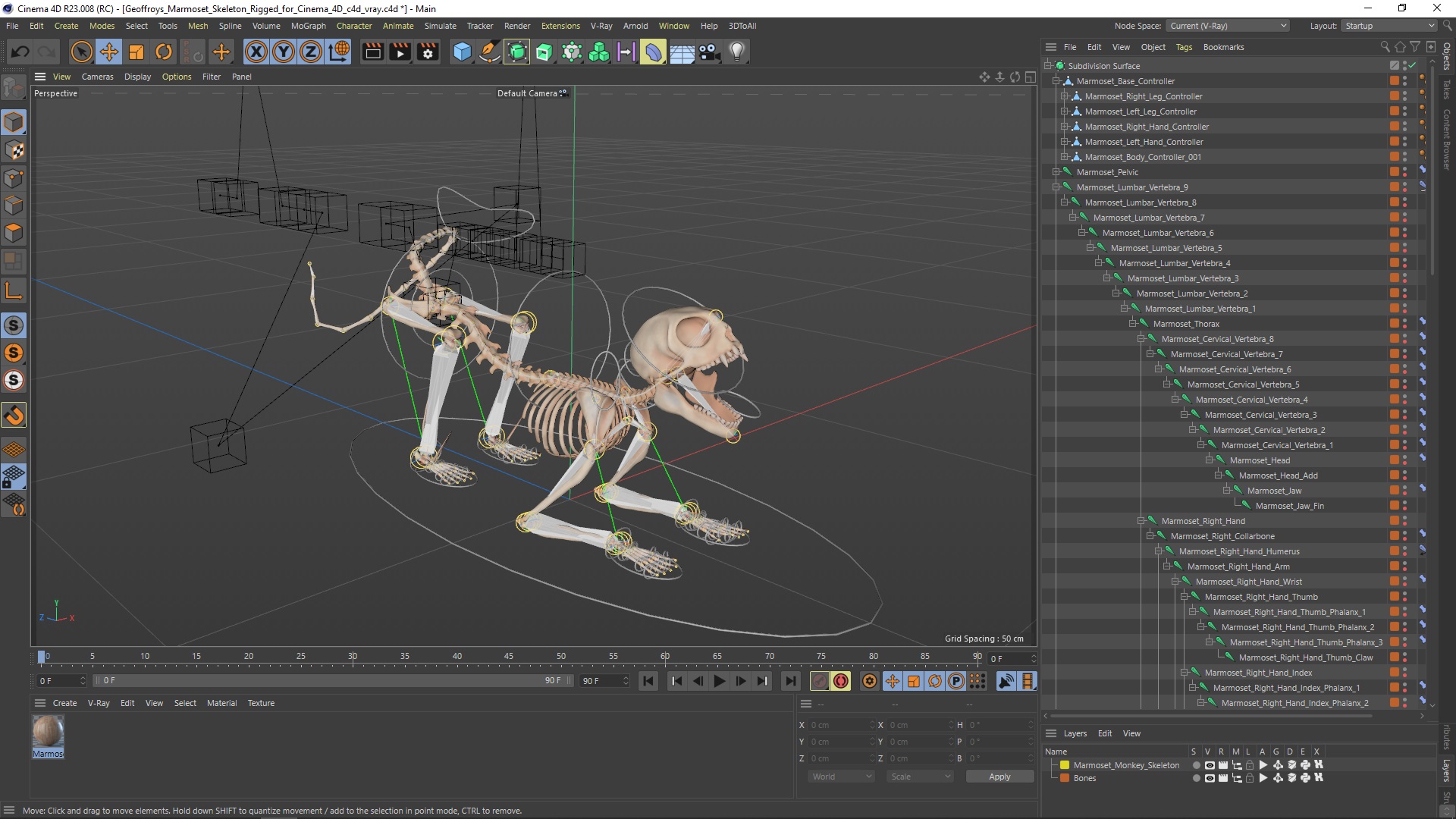 3D Geoffroys Marmoset Skeleton Rigged for Cinema 4D model