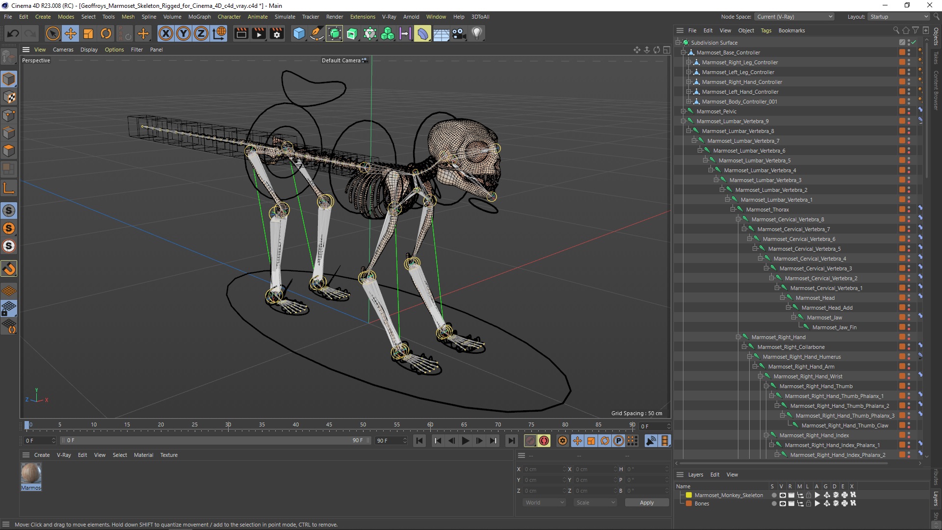 3D Geoffroys Marmoset Skeleton Rigged for Cinema 4D model