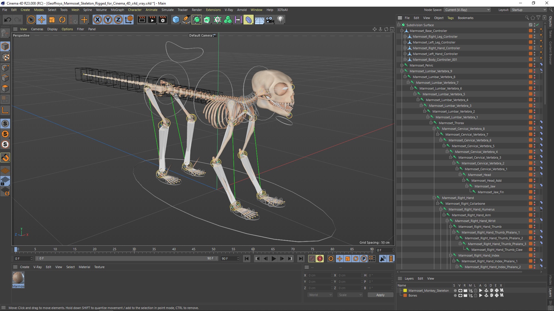 3D Geoffroys Marmoset Skeleton Rigged for Cinema 4D model