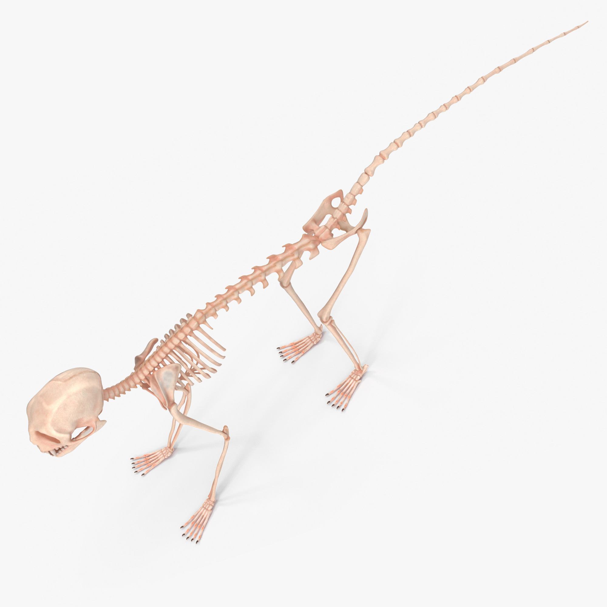 3D Geoffroys Marmoset Skeleton Rigged for Cinema 4D model