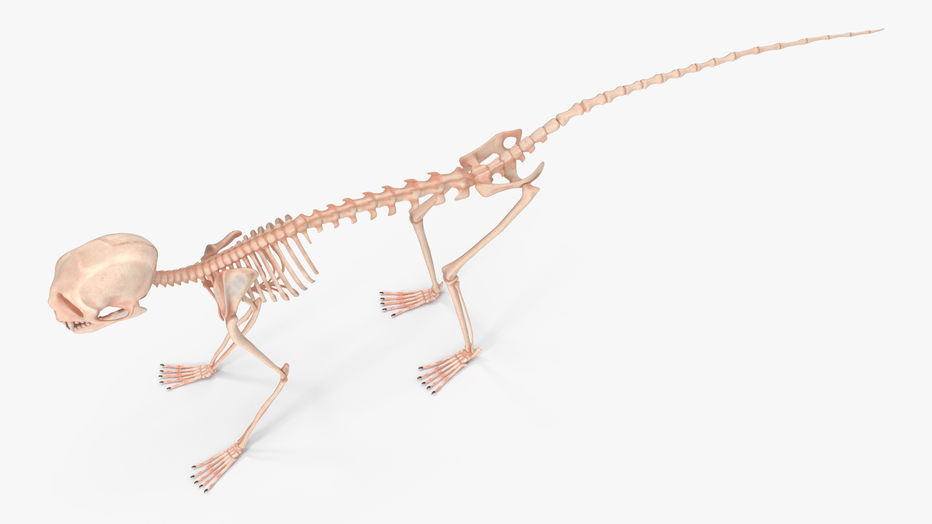 3D Geoffroys Marmoset Skeleton Rigged for Cinema 4D model