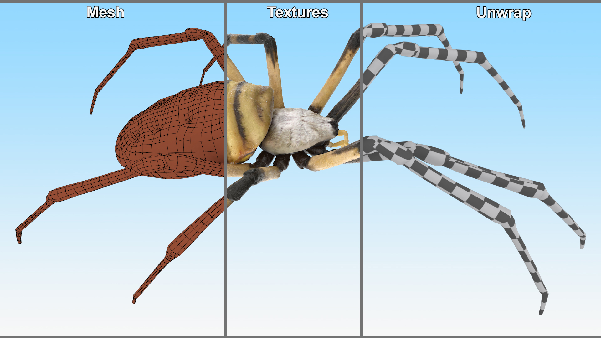 3D Argiope Trifasciata Spider Rigged model