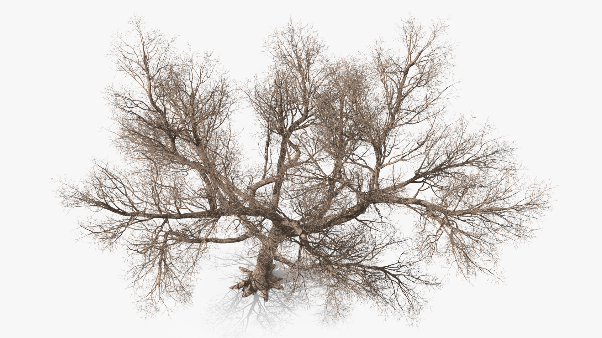 3D Big Bare Tree model