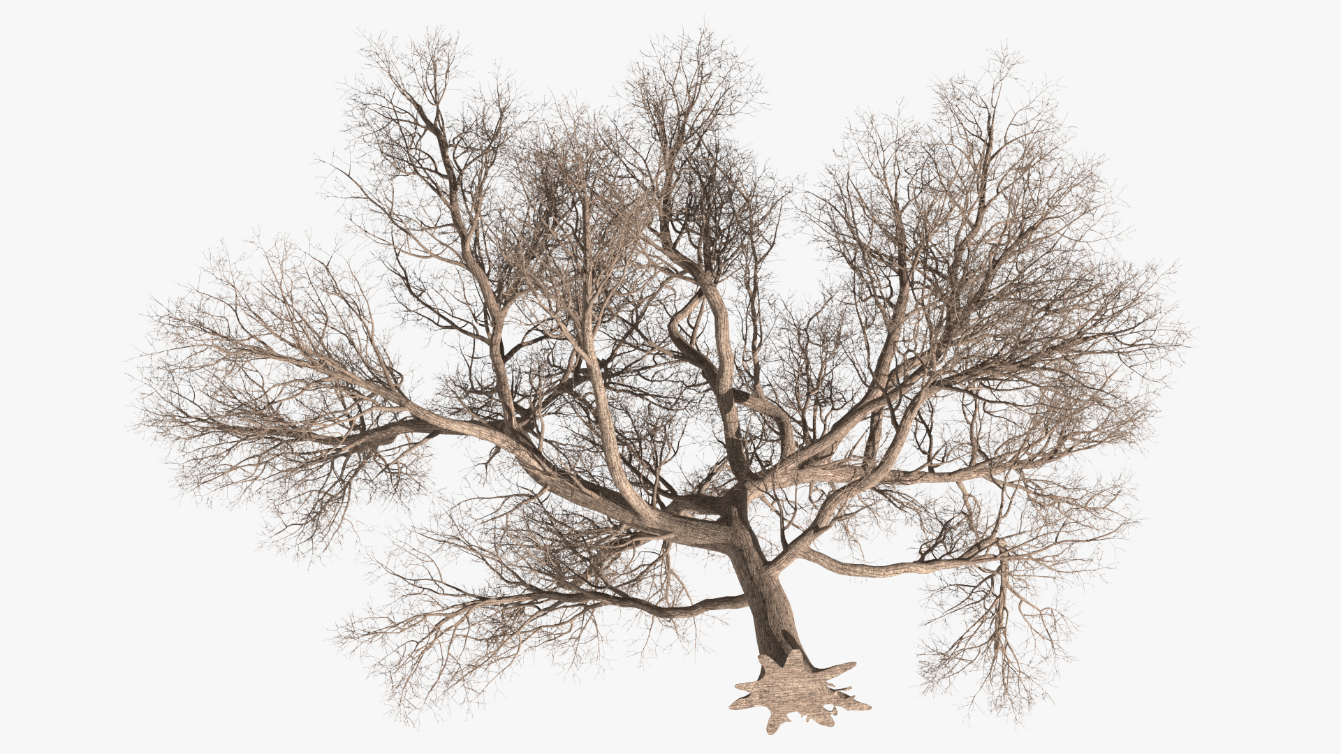 3D Big Bare Tree model