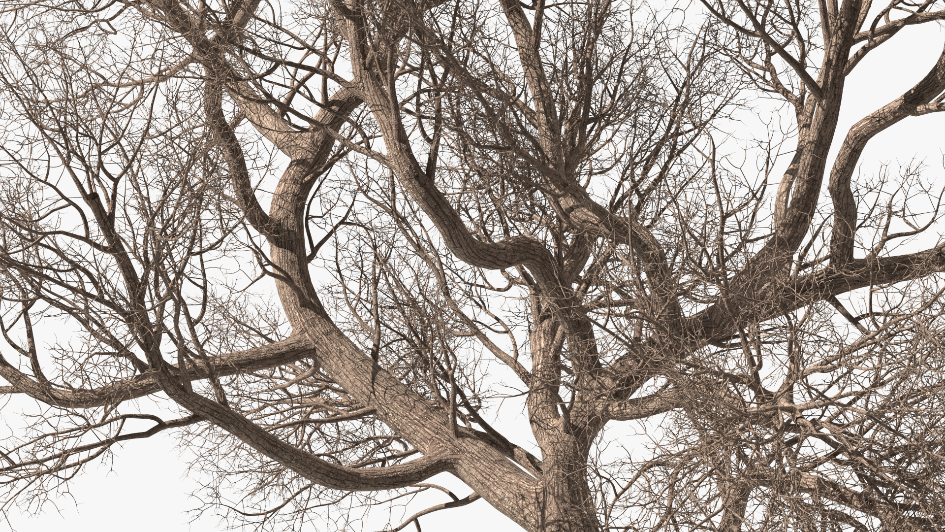 3D Big Bare Tree model