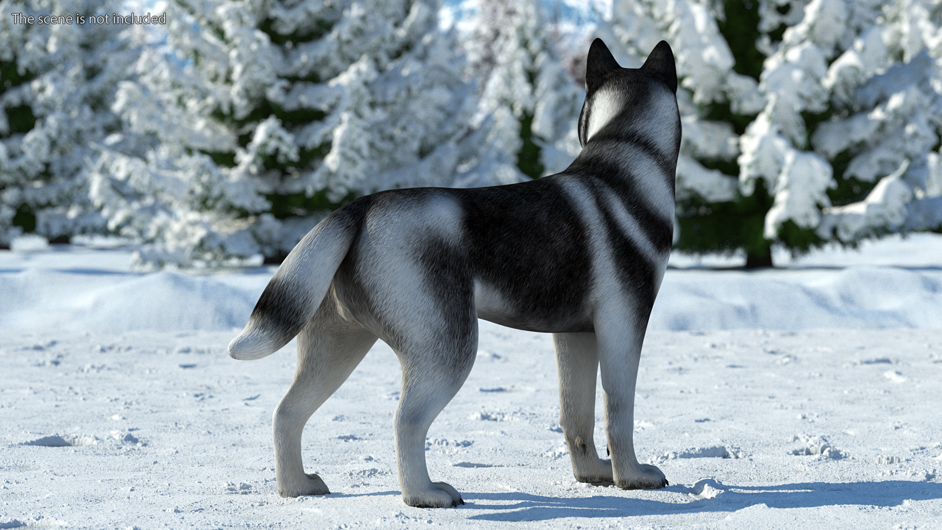 Siberian Husky Black Standing Pose 3D model