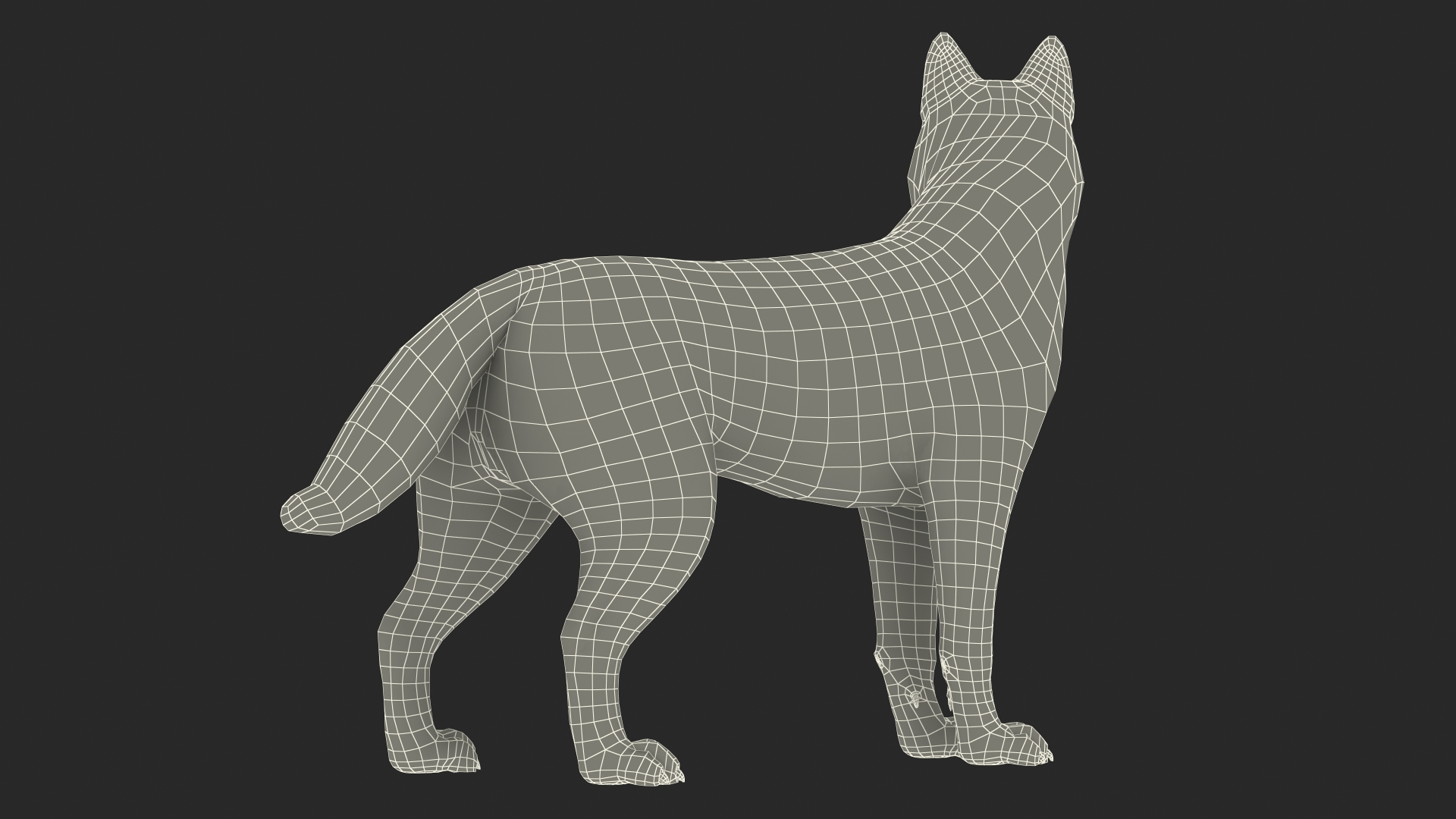 Siberian Husky Black Standing Pose 3D model