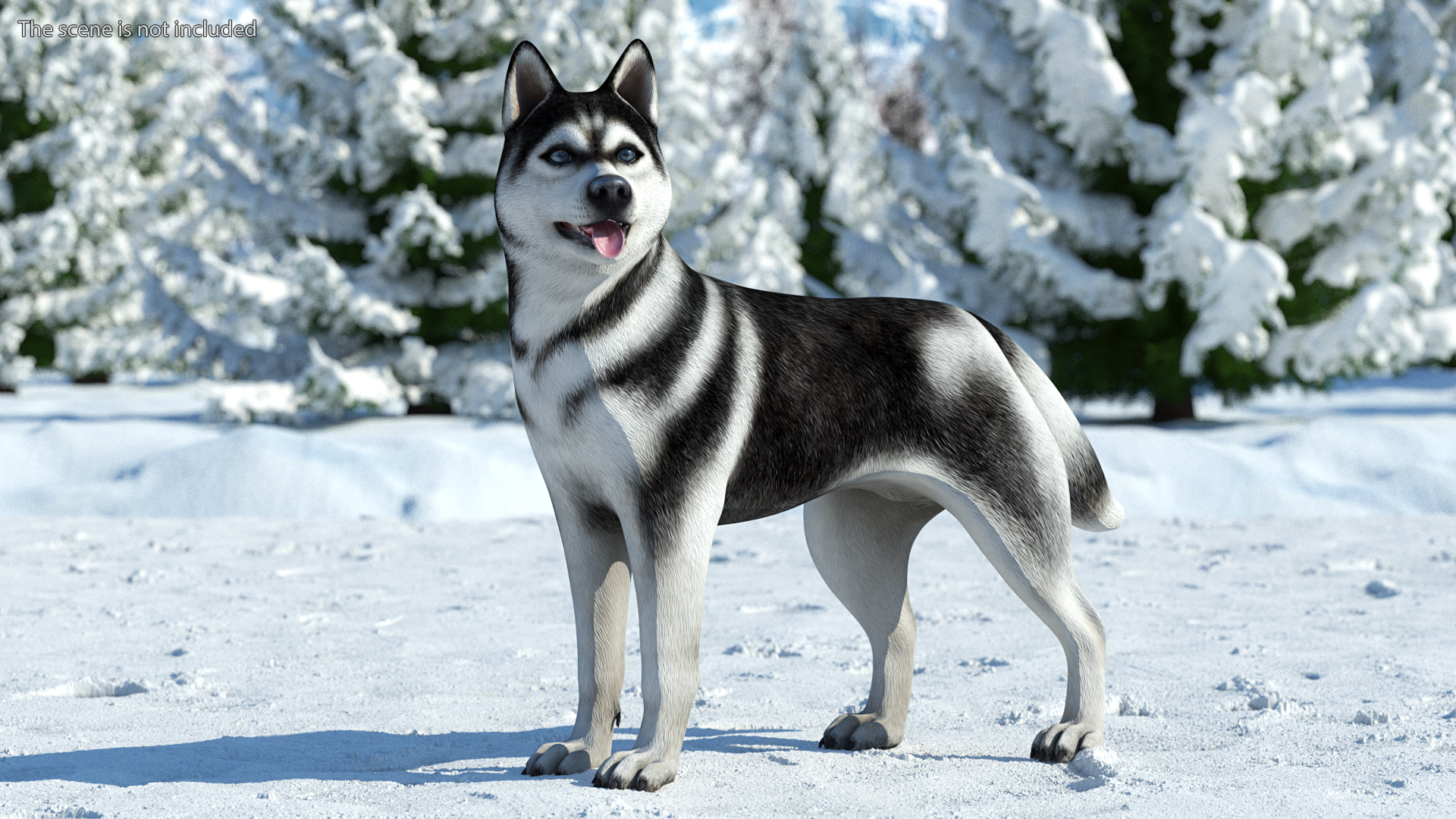 Siberian Husky Black Standing Pose 3D model